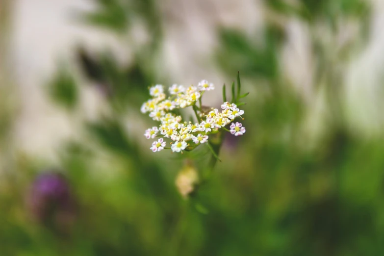 a small white flower sitting on top of a lush green field, a macro photograph, unsplash, visual art, verbena, multicolored, tall thin, instagram picture