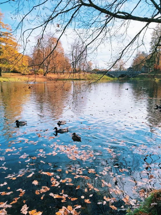 a group of ducks floating on top of a lake, in the autumn, the empress’ swirling gardens, minna sundberg, february)