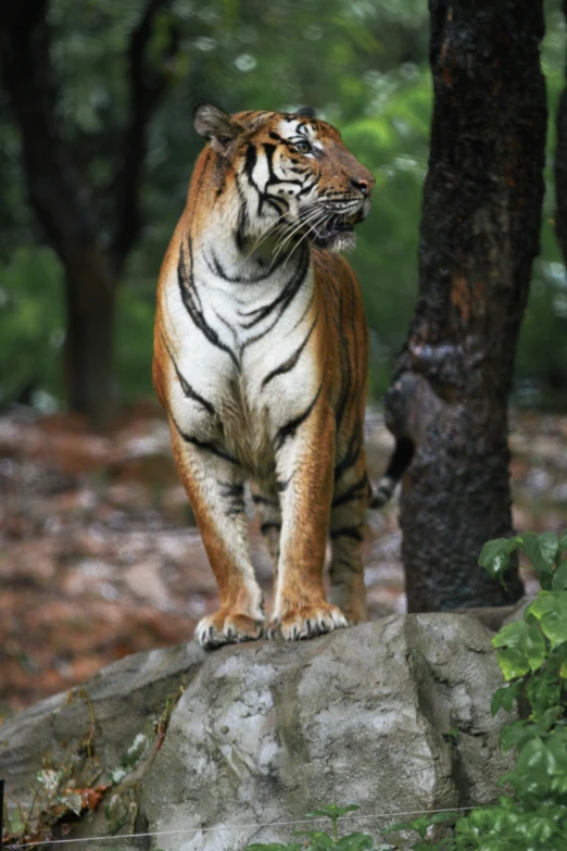 a tiger standing on a rock in the woods, sydney park, ((tiger))