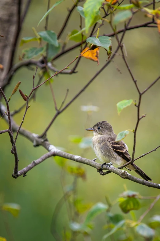 a small bird sitting on top of a tree branch, fall, ready to model, featured, fan favorite