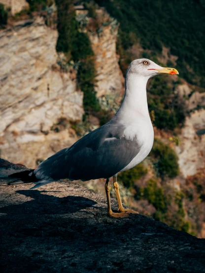 a seagull standing on the edge of a cliff, by Niko Henrichon, 8k 28mm cinematic photo, looking at camera, film photo, rounded beak