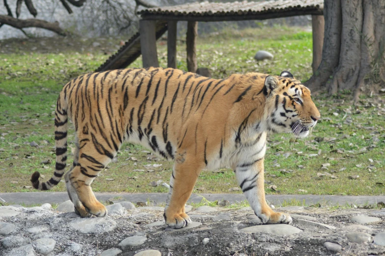 a large tiger walking across a lush green field, in the zoo exhibit, am a naranbaatar ganbold, ((tiger)), 30 years old woman
