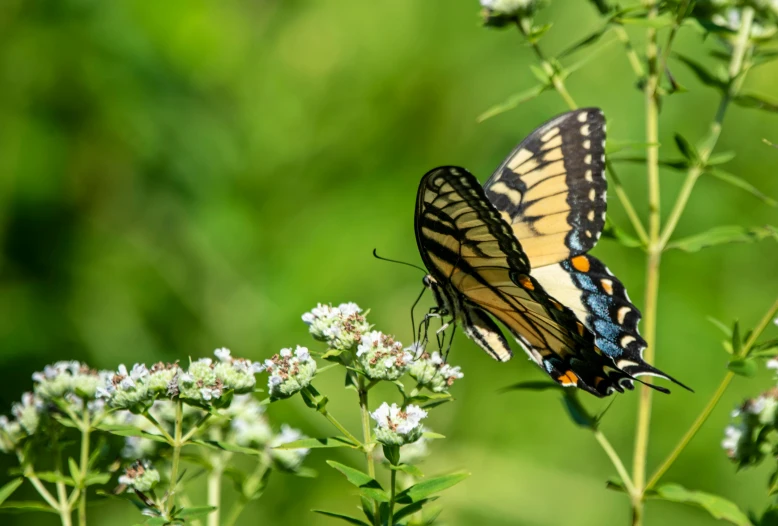 a close up of a butterfly on a flower, by Gwen Barnard, pexels contest winner, swallowtail butterflies, mint, 15081959 21121991 01012000 4k