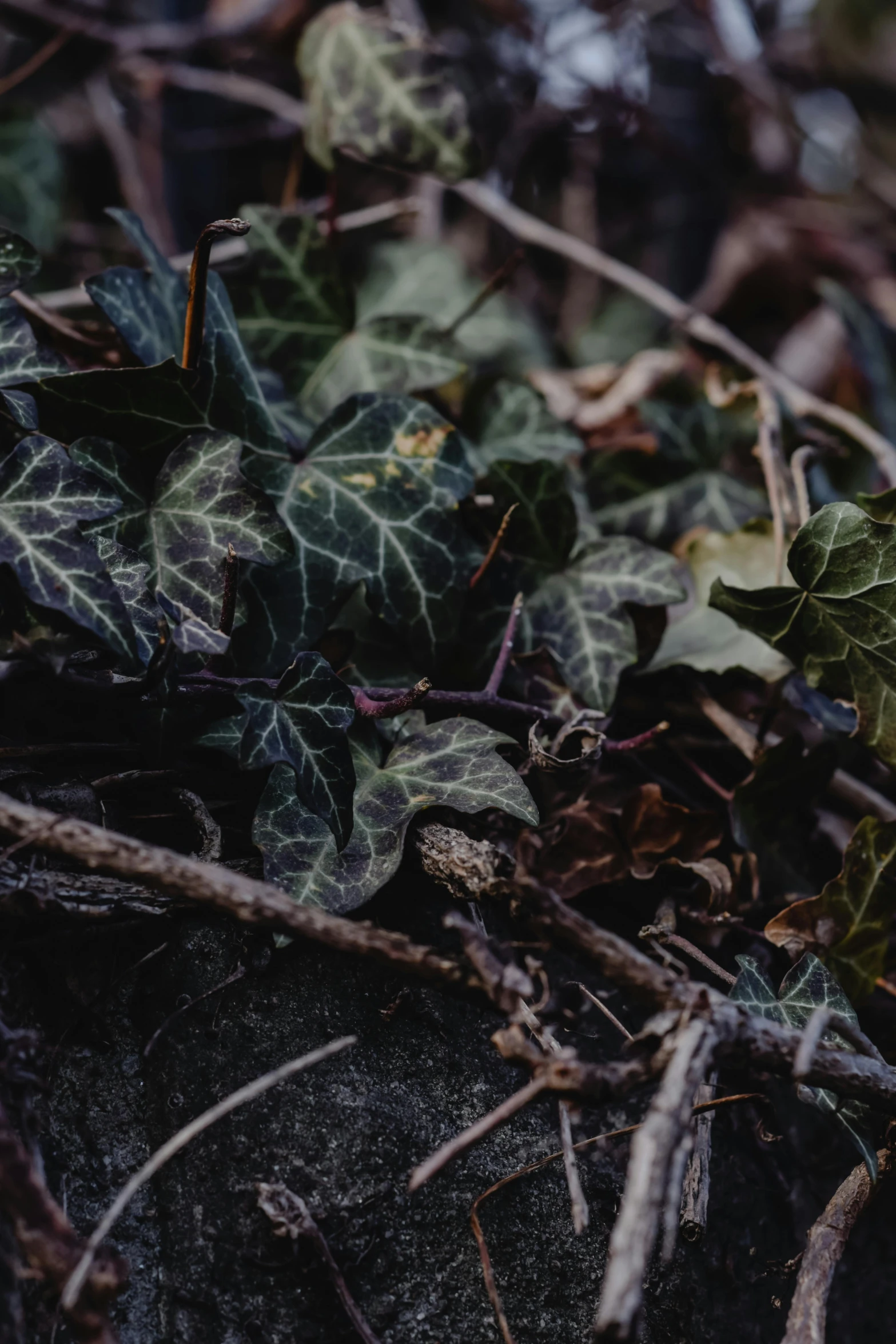 a teddy bear sitting on top of a pile of leaves, an album cover, inspired by Elsa Bleda, unsplash, naturalism, weeds and ivy on the graves, dark aesthetic, poison ivy, early spring