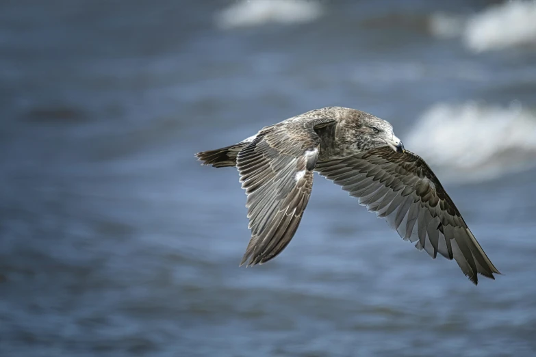 a bird flying over a body of water, by Peter Churcher, pexels contest winner, hurufiyya, grey, ruffles, high quality photo, full frame image