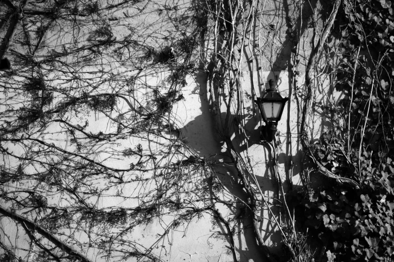 a black and white photo of a street light, a black and white photo, inspired by André Kertész, unsplash, conceptual art, branches and ivy, harsh shadows and reflections, spring winter nature melted snow, deep shadows and colors