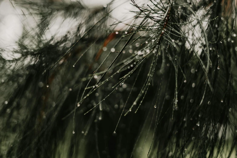 a close up of a pine tree with water droplets, unsplash, thumbnail, low quality photo, raining glass shards, black fir