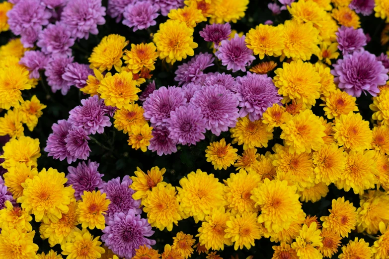 a close up of a bunch of yellow and purple flowers, chrysanthemums, bloom and flowers in background, autumn colours, 1 6 x 1 6