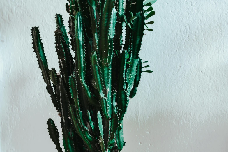 a close up of a cactus plant in a pot, inspired by Ceferí Olivé, trending on pexels, new sculpture, 165 cm tall, jade green, silver dechroic details, tall kelp