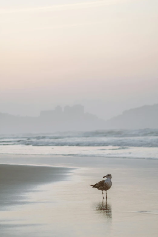 a bird standing on a beach next to the ocean, by Peter Churcher, morning haze, misty castle, manly, merlin