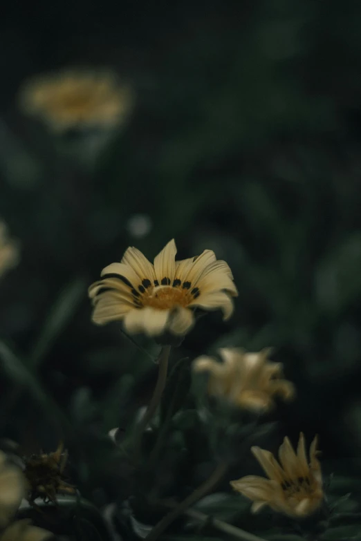 a bunch of yellow flowers sitting on top of a lush green field, inspired by Elsa Bleda, trending on unsplash, minimalism, very dark background, 8k 28mm cinematic photo, chrysanthemum eos-1d, overcast mood