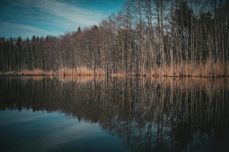 a large body of water surrounded by trees, by Sebastian Spreng, pexels contest winner, medium format. soft light, bare trees, reflexions, detailed medium format photo