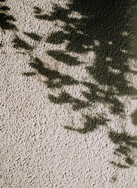a shadow of a plant on a wall, a stipple, inspired by Lucio Fontana, unsplash, nasa image, taken on a 1960s kodak camera, sunbathed skin, shot on hasselblad