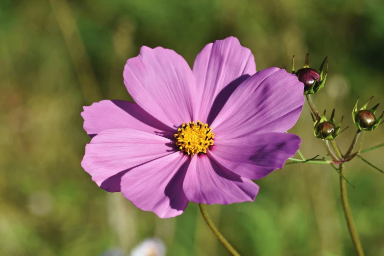 a purple flower sitting on top of a lush green field, pexels, miniature cosmos, botanical herbarium, manuka, in the sun