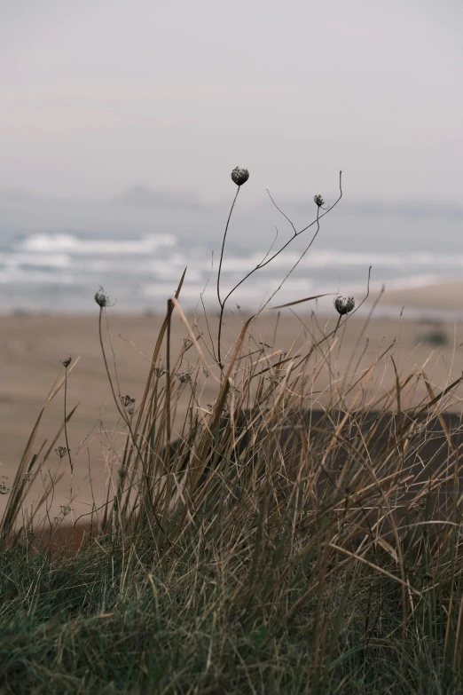 a red fire hydrant sitting on top of a lush green field, an album cover, by Jessie Algie, unsplash, windy beach, thistle, overcast, distant knotted branches