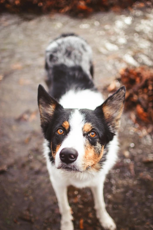 a dog that is standing in the dirt, a portrait, by Jessie Algie, unsplash, lovingly looking at camera, high angle close up shot, spots, colour photo