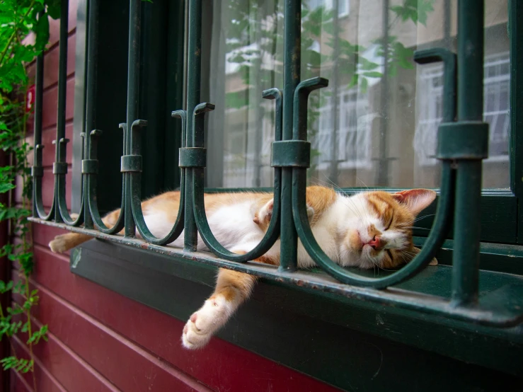 an orange and white cat sleeping on a window sill, by Elsa Bleda, pexels contest winner, arabesque, olive green and venetian red, in paris, on sidewalk, in sao paulo