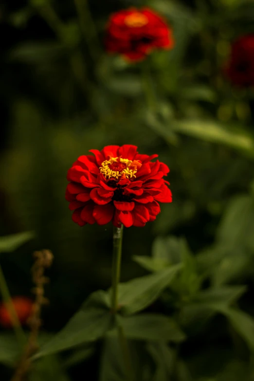 a red flower sitting on top of a lush green field, a portrait, unsplash, renaissance, curly haired, high resolution print :1 red, gardening, large tall