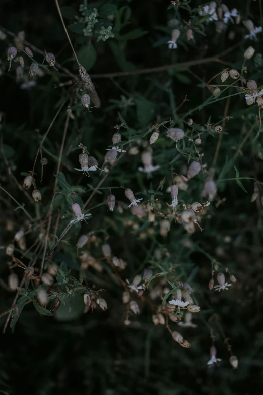 a fire hydrant sitting on top of a lush green field, inspired by Elsa Bleda, unsplash, australian tonalism, scattered glowing pink fireflies, white flowers, salvia, loosely cropped