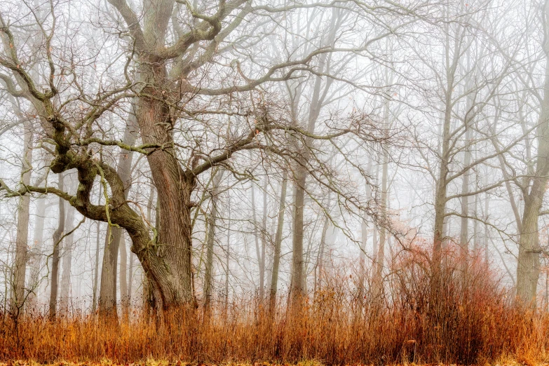 a red fire hydrant sitting in the middle of a forest, a photo, inspired by Robert Bateman, pexels contest winner, tonalism, oak trees and dry grass, under a gray foggy sky, willow tree, trees in foreground
