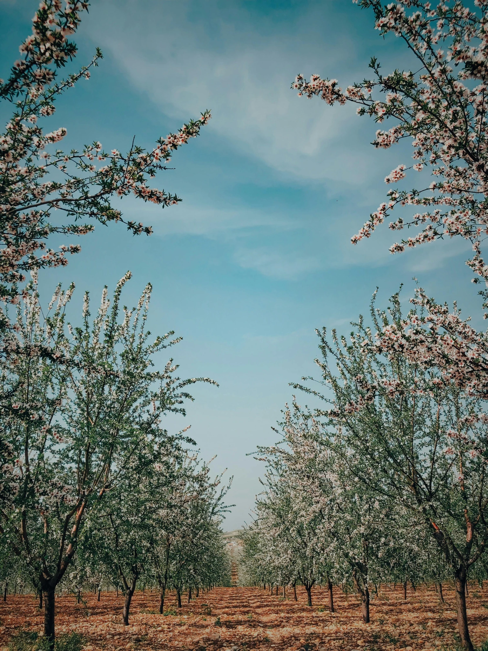 there are many trees that are blooming in the field, a picture, unsplash contest winner, happening, standing in an apple orchard, seasons!! : 🌸 ☀ 🍂 ❄, promo image, perspective sky