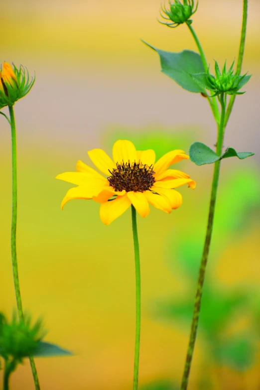 a couple of yellow flowers sitting on top of a lush green field, a picture, by Jim Nelson, unsplash, minimalism, helianthus flowers, ultra shallow depth of field, today\'s featured photograph 4k, fine art photograph