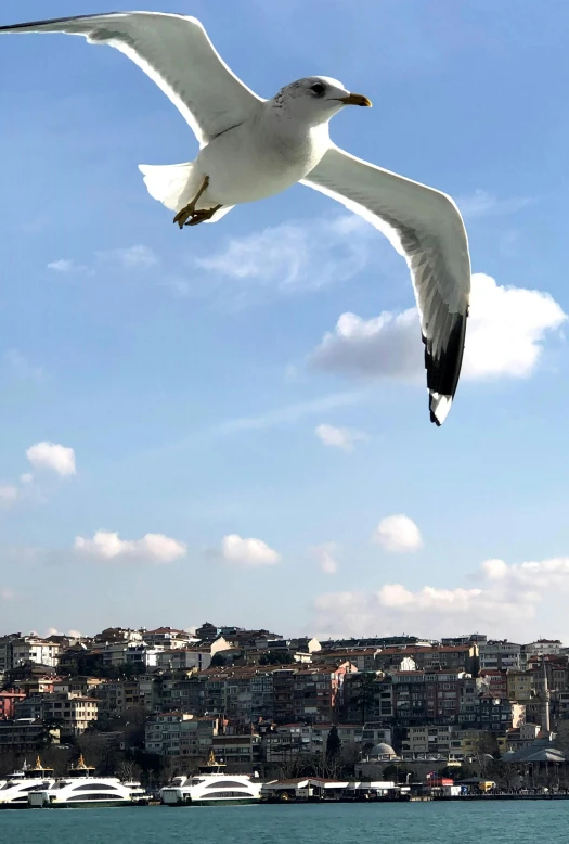 a large white bird flying over a body of water, by irakli nadar, istanbul, city views, slide show, 8 k )