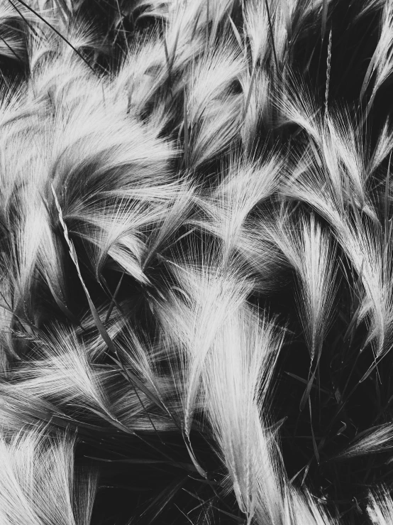 a black and white photo of a bunch of hair, unsplash, lyrical abstraction, blond furr, ansel!!! adams!!!. intricate, shot with iphone 1 0, summer 2016