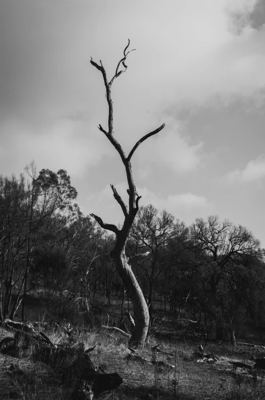 a black and white photo of a dead tree, a black and white photo, unsplash, land art, various posed, curving, standing, woodland