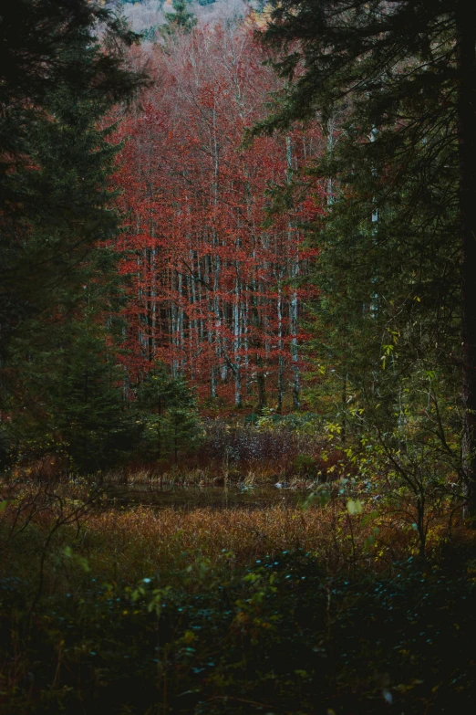 a forest filled with lots of tall trees, inspired by Elsa Bleda, glimpse of red, near a small lake, 1960s color photograph, autum