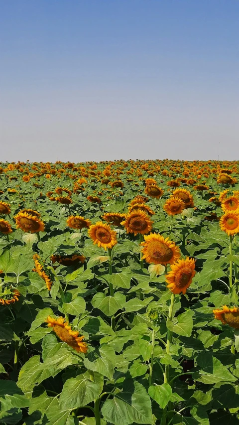 a field of sunflowers on a sunny day, in egypt, taken on a 2010s camera, dezeen, australian