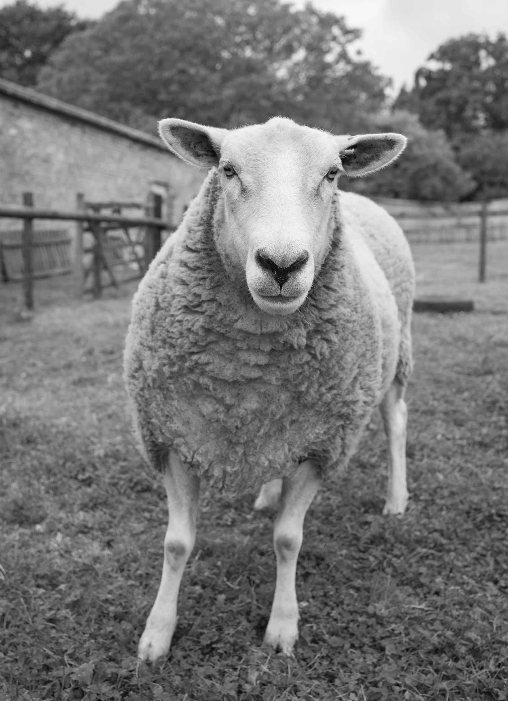 a sheep standing on top of a lush green field, a black and white photo, by Andrew Bell, lovingly looking at camera, tri - x, frontal close up, 1999 photograph