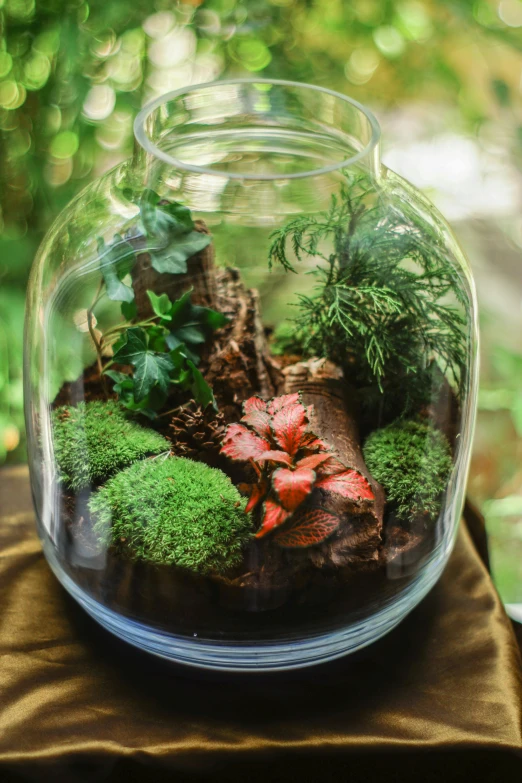 a glass jar filled with plants sitting on top of a table, by Julia Pishtar, lush mossy canyon, classic, tropical forest, petite