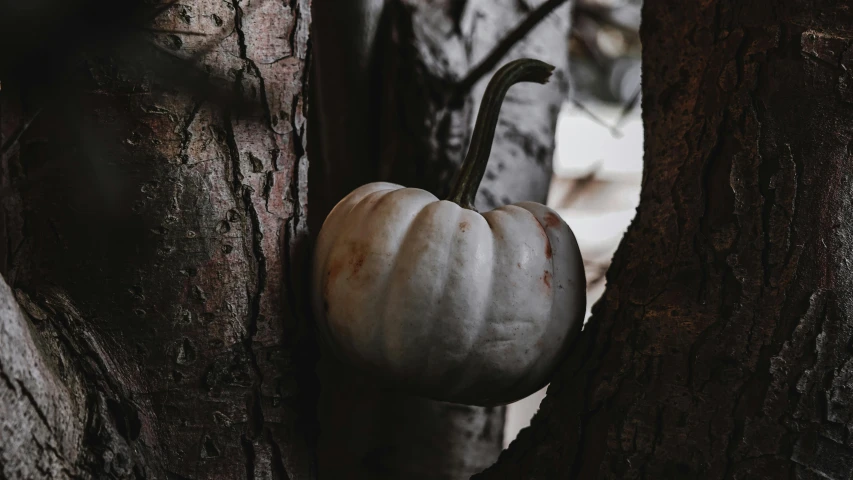 a white pumpkin sitting on top of a tree, inspired by Elsa Bleda, unsplash, ignant, grey, trick or treat, a wooden