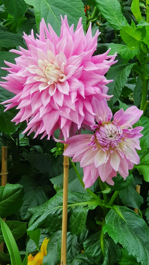 a couple of pink flowers sitting on top of a lush green field, dahlias, ‘luca’, award winning, large tall