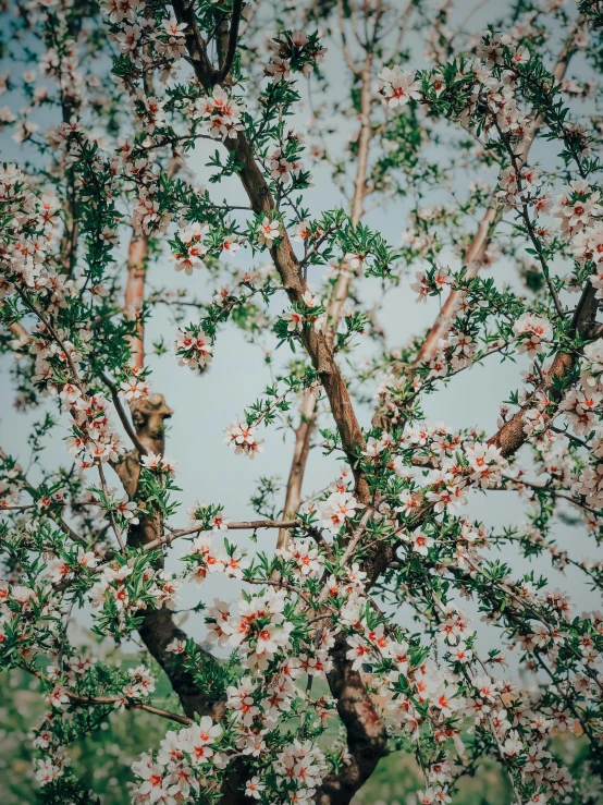 a tree with pink flowers against a blue sky, inspired by Elsa Bleda, trending on unsplash, aestheticism, standing in an apple orchard, porcelain skin ”, 🌸 🌼 💮, olive trees