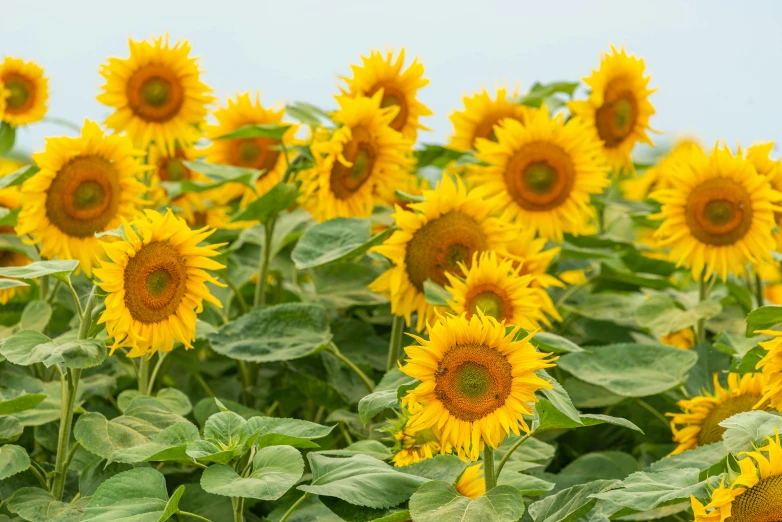 a field of sunflowers on a sunny day, a portrait, by Carey Morris, shutterstock, fine art, 1 6 x 1 6, very high bloom ammount, high quality image, group photo