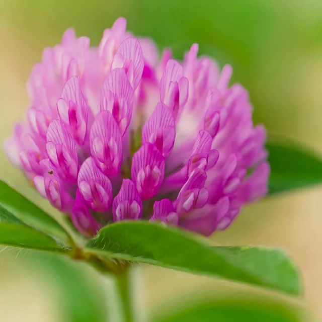 a close up of a pink flower with green leaves, a macro photograph, by Jan Rustem, unsplash, renaissance, clover, portrait image