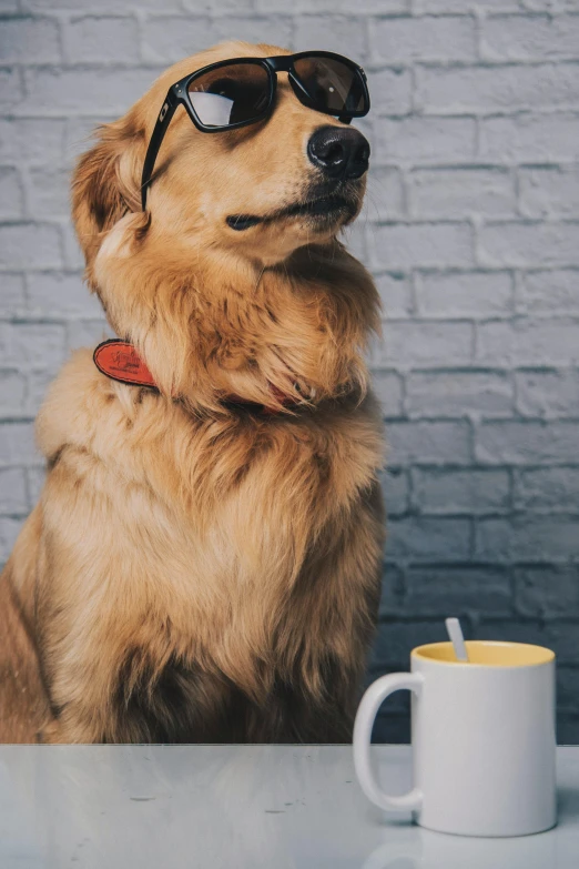 a dog sitting at a table with a cup of coffee, a portrait, trending on pexels, on grey background, golden, 15081959 21121991 01012000 4k, full profile