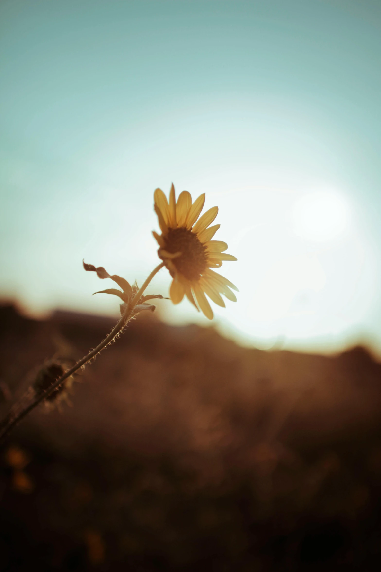 a single sunflower sitting in the middle of a field, unsplash, medium format. soft light, paul barson, chamomile, in the sunset