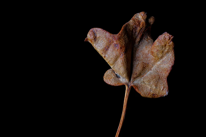 a close up of a leaf on a black background, by Paul Davis, art photography, dried flower, portrait image, sycamore, turnaround