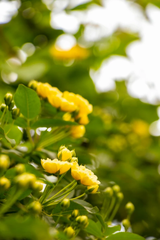 a close up of a bunch of yellow flowers, by Dave Melvin, acacia trees, at home, on a cloudy day, robb cobb