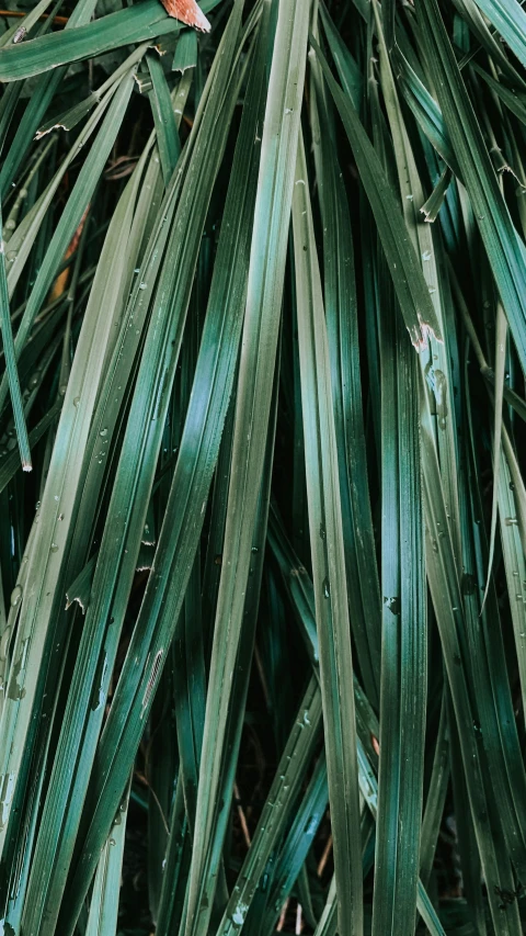 a close up of a plant with green leaves, unsplash, hurufiyya, intricate oil sweeps, coated pleats, aluminium, taken in 1 9 9 7