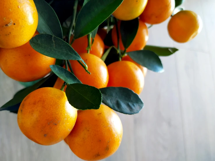 a bunch of oranges hanging from a tree, profile image, subtle detailing, festive atmosphere, high quality product image”