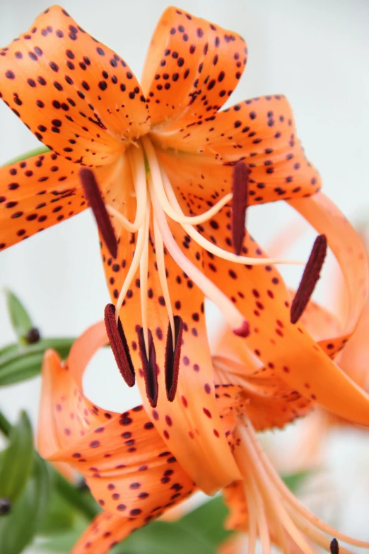 a close up of a flower on a plant, stargazer, speckled, orange, high-body detail