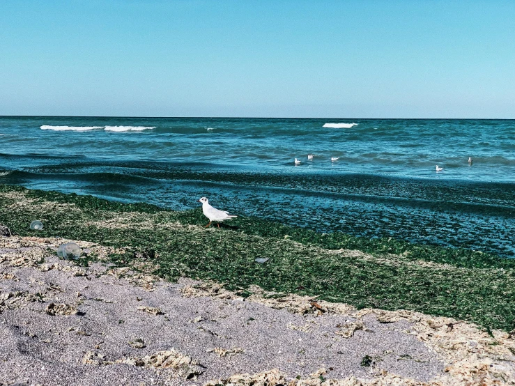 a bird standing on top of a beach next to the ocean, by Julia Pishtar, unsplash, plasticien, green water, from wheaton illinois, sewage, seen from far away