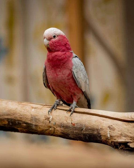 a pink and grey bird sitting on a branch, a portrait, pexels contest winner, red skinned, in the zoo exhibit, manly, a wooden