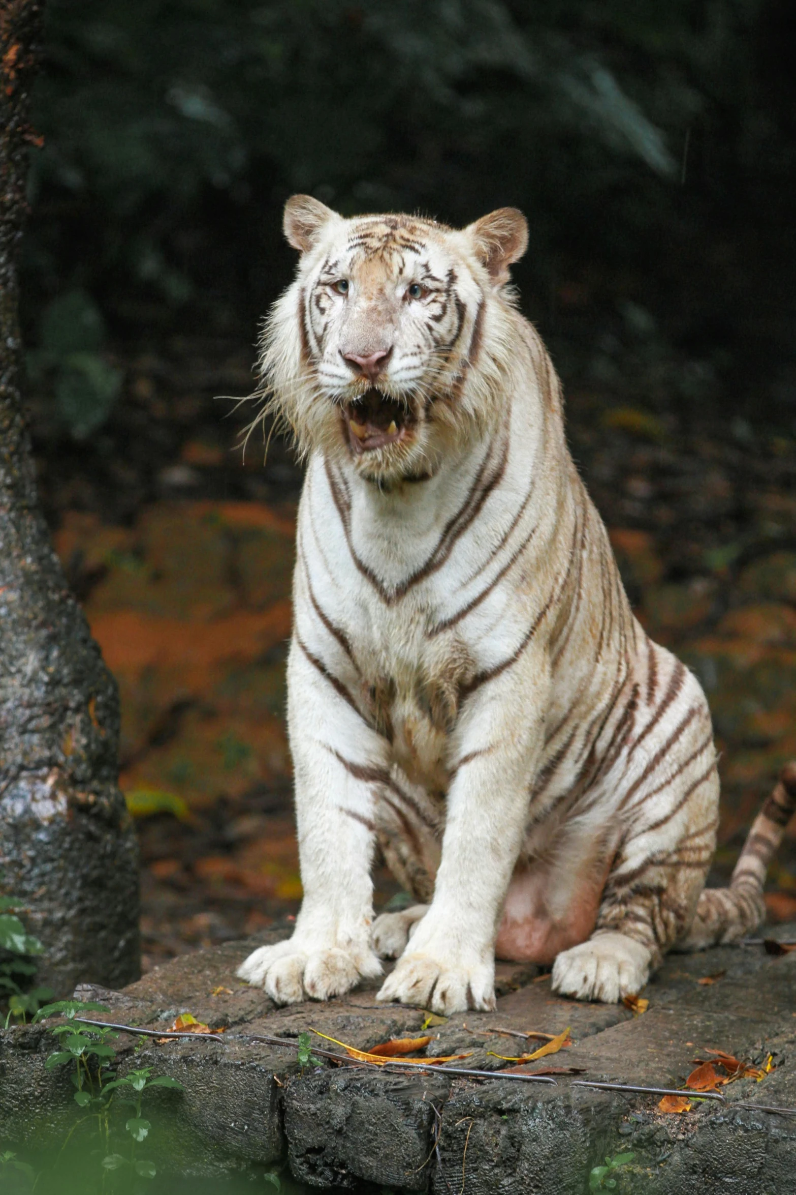 a white tiger sitting on a rock next to a body of water, in a jungle environment, smirking, white and orange, 2 3 years old