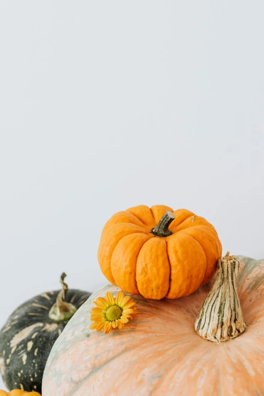 a group of pumpkins sitting on top of each other, a still life, by Carey Morris, trending on unsplash, on a pale background, profile image, made of glazed, profile picture