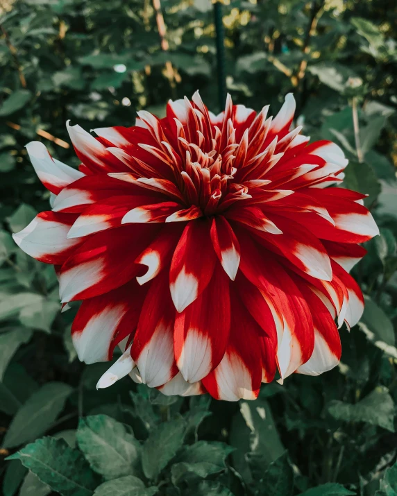 a red and white flower sitting on top of a lush green field, dahlias, often described as flame-like, high quality product image”